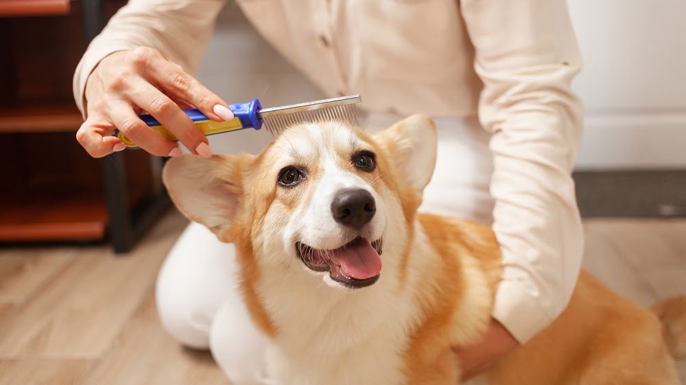 veterinarian combing dog